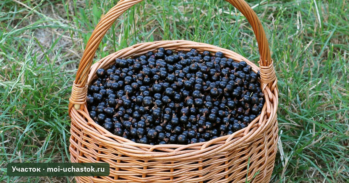 Собранная чёрная смородина в корзине
