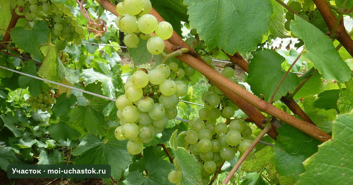 Грозди белого винограда на кусте