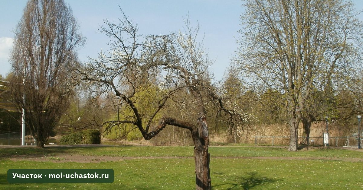 Старая яблоня весной