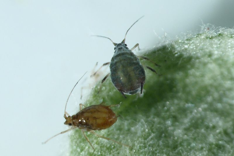Розово-серая яблонная тля (Dysaphis plantaginea)