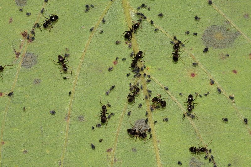 Чёрные садовые муравьи (Lasius niger) пасут тлю