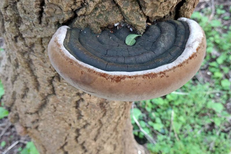 Ложный трутовик (Phellinus igniarius) на стволе