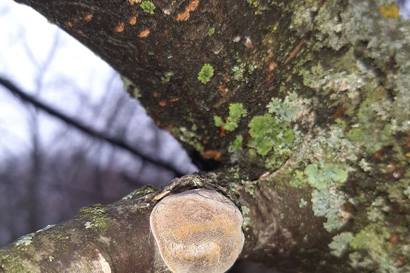 Трутовик сливовый (Phellinus pomaceus) на ветке