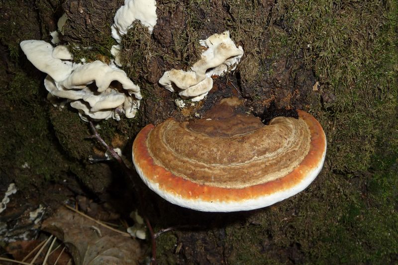 Трутовик окаймлённый (Fomitopsis pinicola)