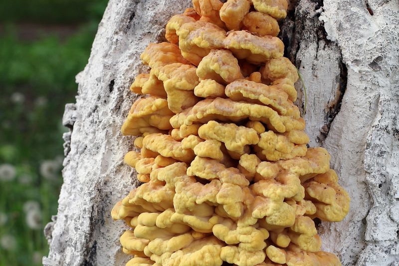Трутовик серно-жёлтый (Laetiporus sulphureus)