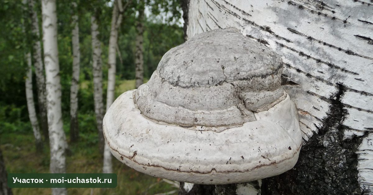 Трутовик настоящий (Fomes fomentarius) на стволе берёзы