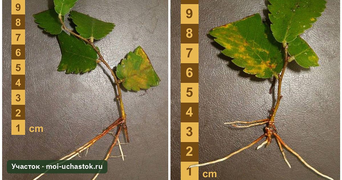 Укоренённые черенки с отросшими корнями