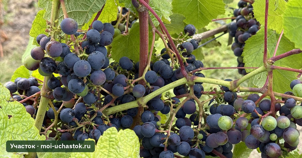 Созревающие грозди винограда на лозе