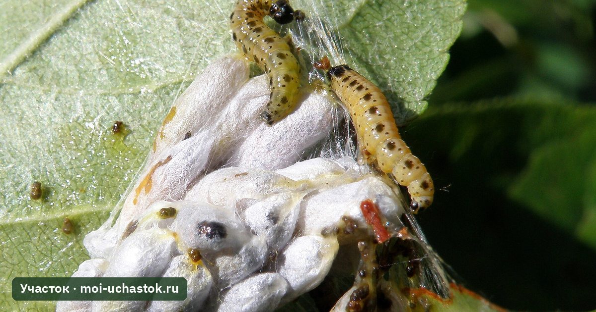 Гусеницы яблонной моли в паутинном гнезде