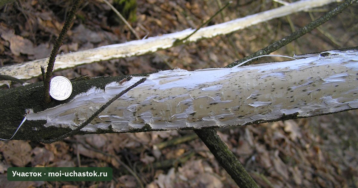 Кора, обгрызенная зимой