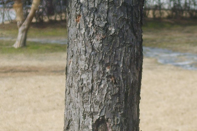 Кора абрикоса