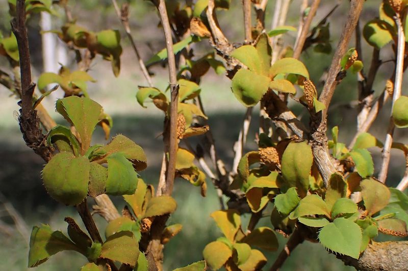 Ржавчина (Puccinia graminis) на листьях барбариса обыкновенного