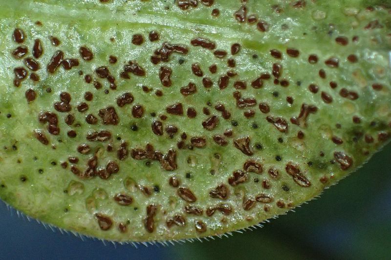 Ржавчина барвинка (Puccinia vincae) на листе