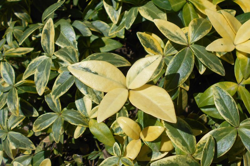 Пёстролистный барвинок малый Variegata