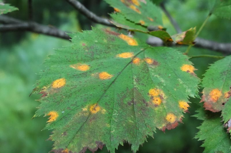 Ржавчина (Gymnosporangium globosum) на листьях боярышника