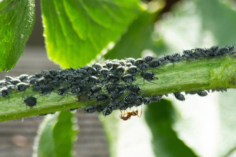 Колония бузинной тли (Aphis sambuci) на побеге