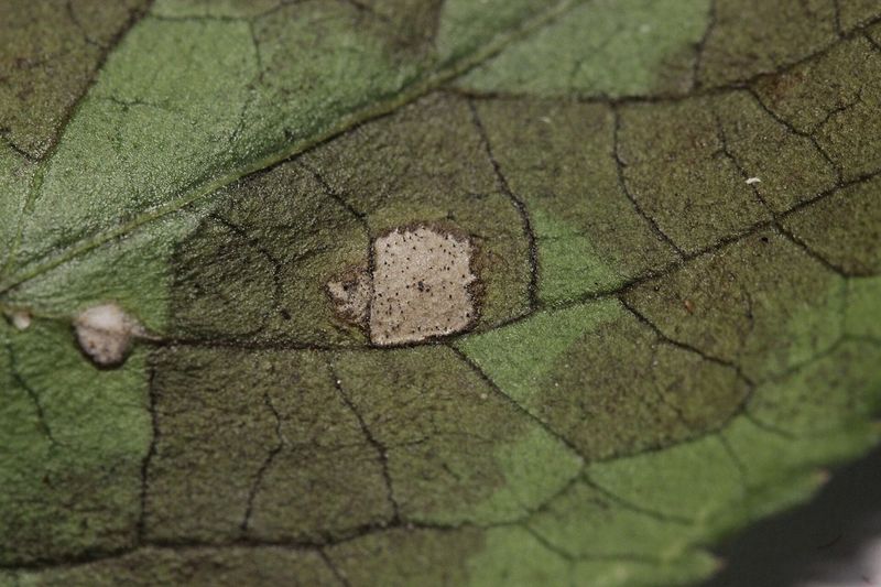 Пятнистость листьев бузины (Cercospora depazeoides)