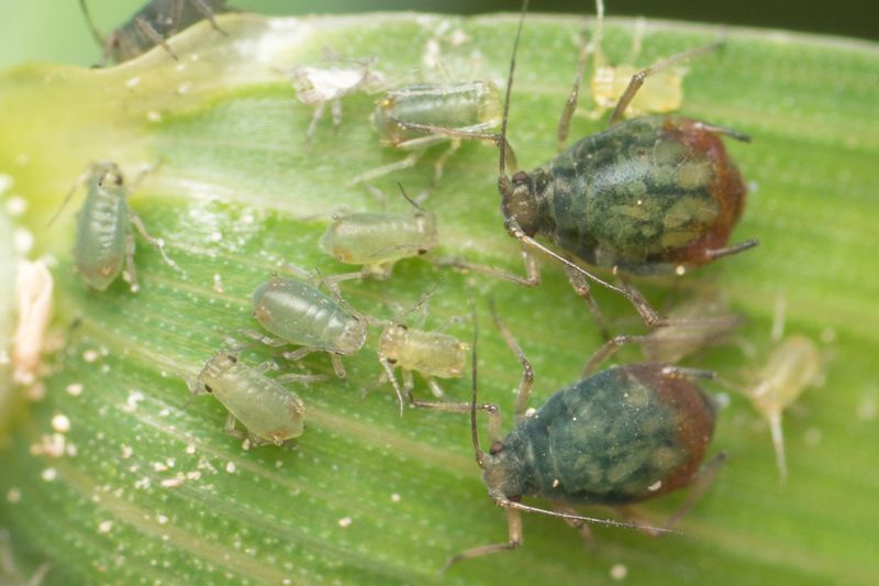 Черёмуховая тля (Rhopalosiphum padi) на листе