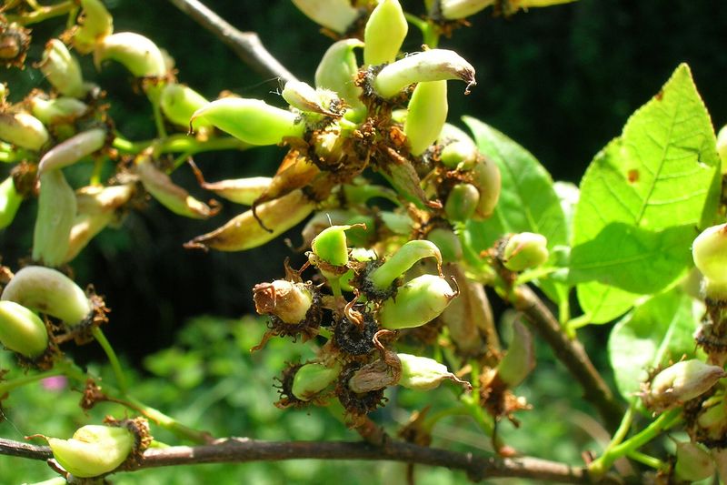 Кармашки (Taphrina padi) на черёмухе