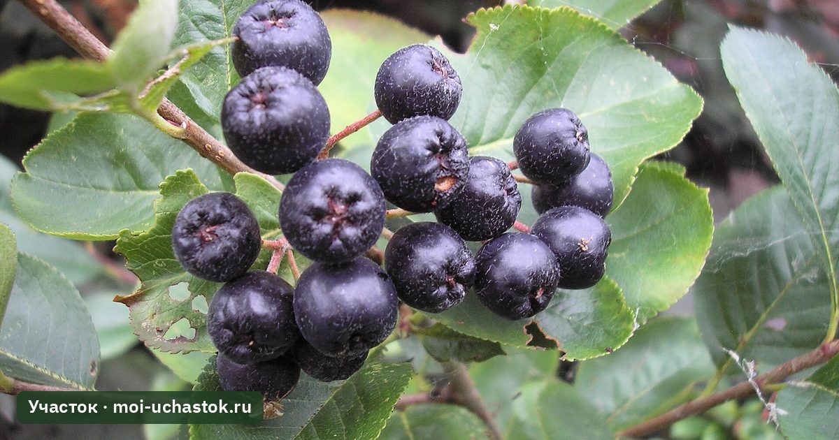 Плоды и листья черноплодной рябины (аронии)