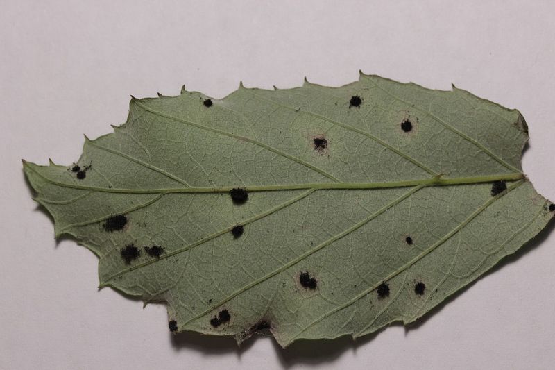 Ржавчина (Phragmidium violaceum) на листе ежевики