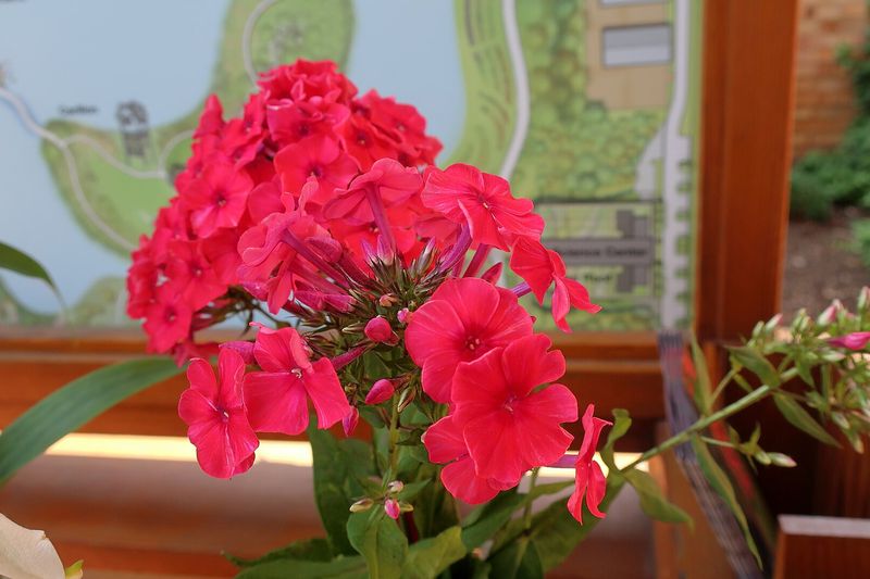 Флокс метельчатый в бордюре