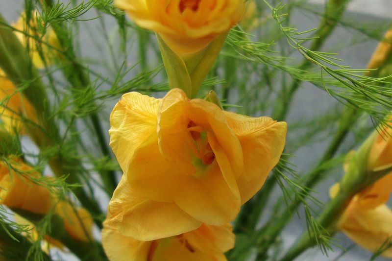 Гладиолус гибридный (Gladiolus × hortulanus)