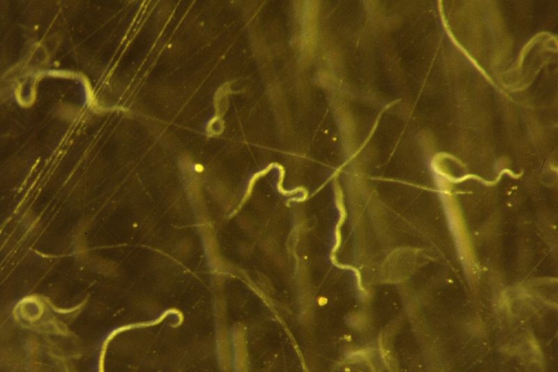 Поражение листьев листовой нематодой