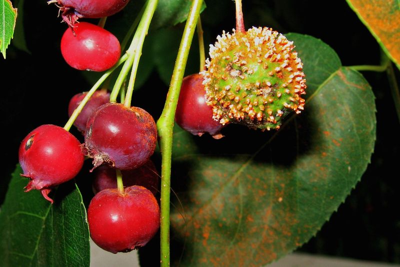 Ржавчина (Gymnosporangium clavipes) на плодах