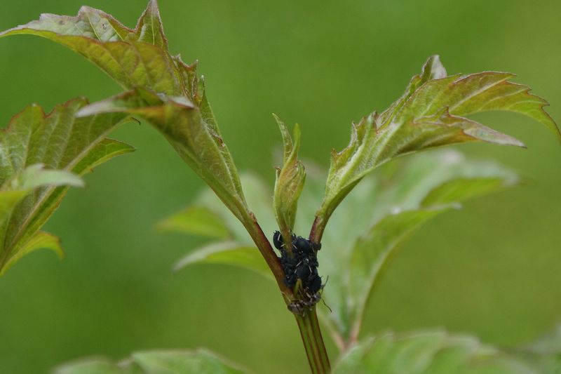 Бобовая тля (Aphis fabae) на побеге калины