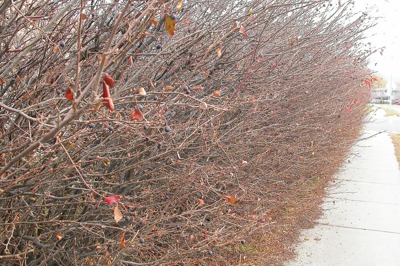 Кизильник зимой