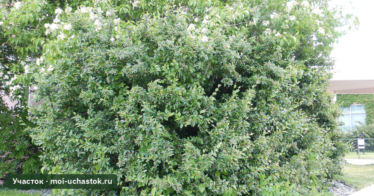 Куст кизильника блестящего