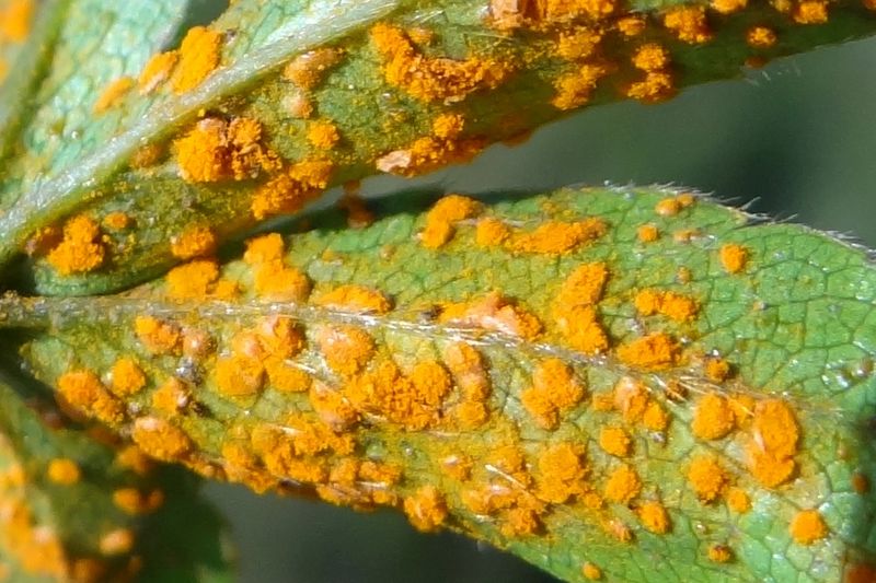 Ржавчина лапчатки (Phragmidium potentillae)