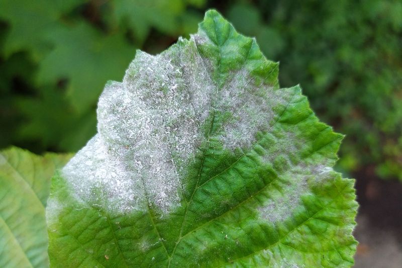 Мучнистая роса (Phyllactinia guttata) на листе лещины