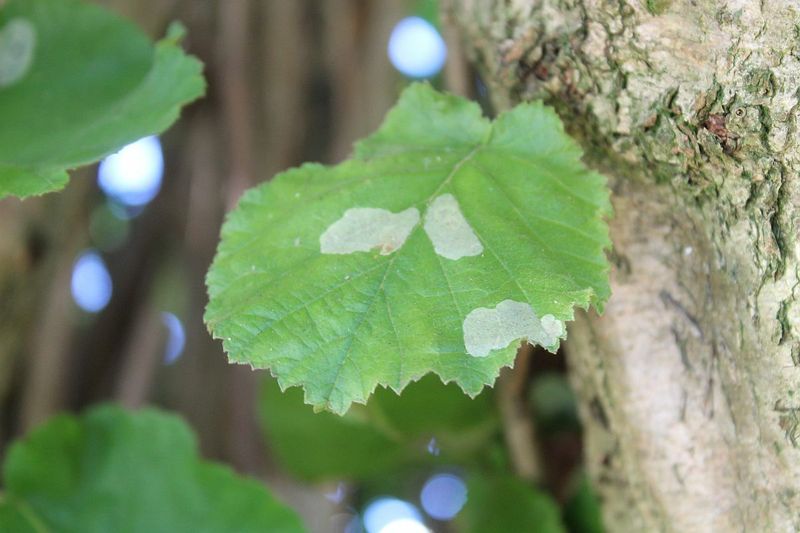 Мины моли-пестрянки (Phyllonorycter coryli) на листе лещины