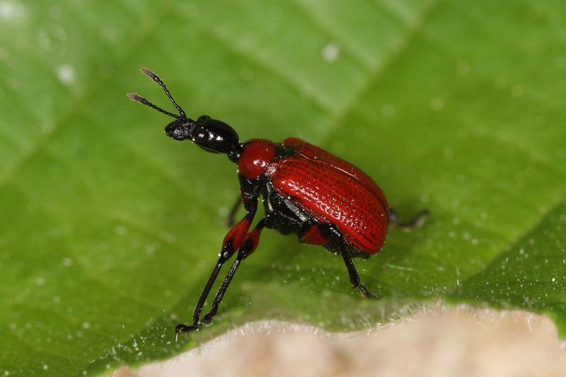 Трубковёрт лещинный (Apoderus coryli)