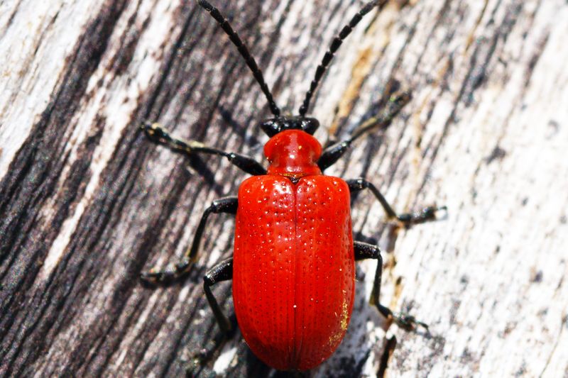Лилейная трещалка (Lilioceris lilii) — красный жук-вредитель лилий