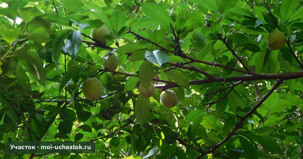 Персиковое дерево с плодами