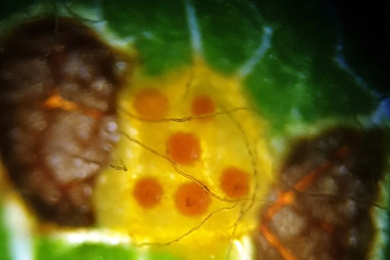 Ржавчина (Gymnosporangium cornutum) на листе рябины