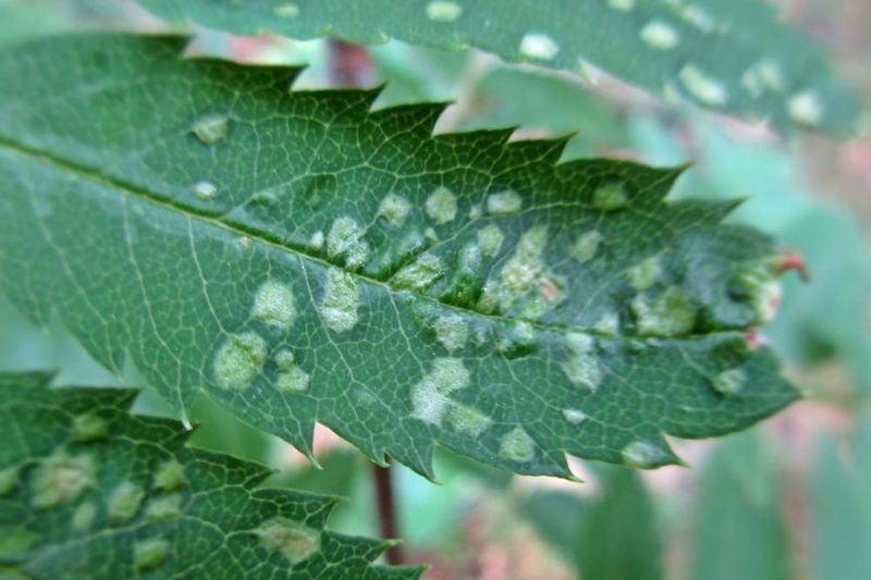 Галлы рябинового клеща (Eriophyes sorbi) на листе