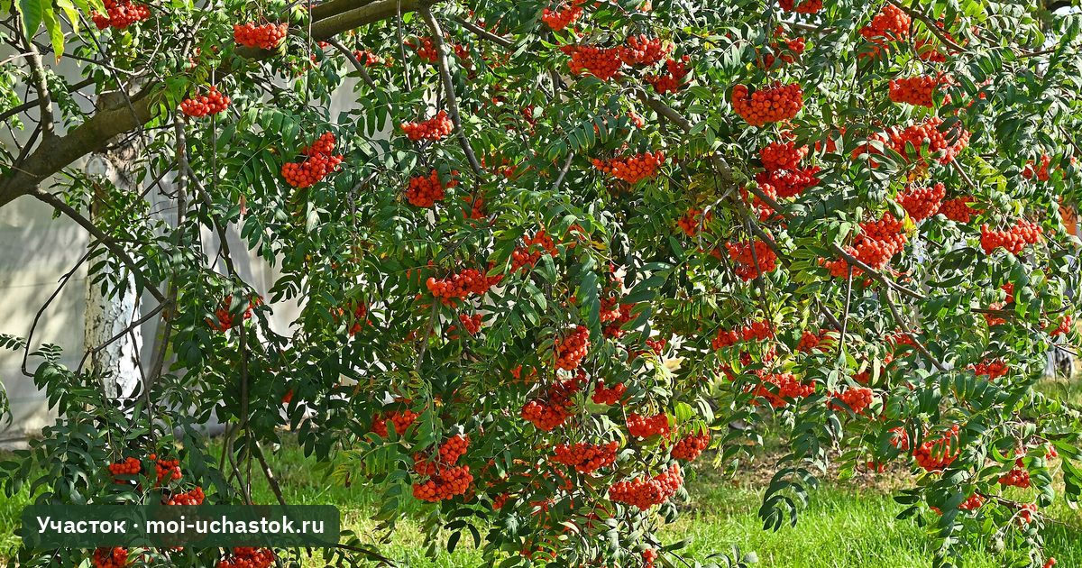 Рябина обыкновенная с ягодами