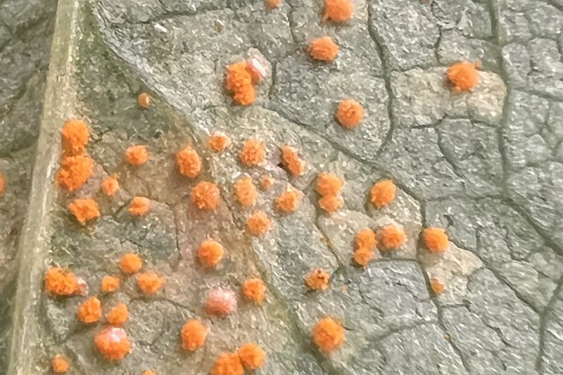 Ржавчина шиповника (Phragmidium mucronatum) на нижней стороне листа