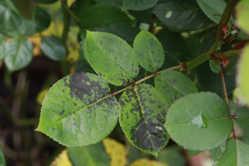 Чёрная пятнистость (Diplocarpon rosae) на листьях