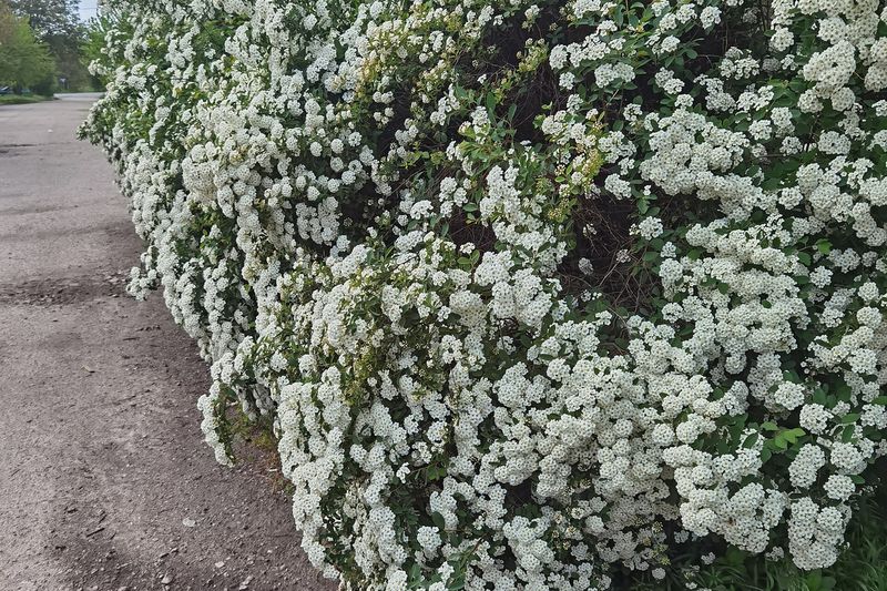 Разросшийся куст спиреи Вангутта