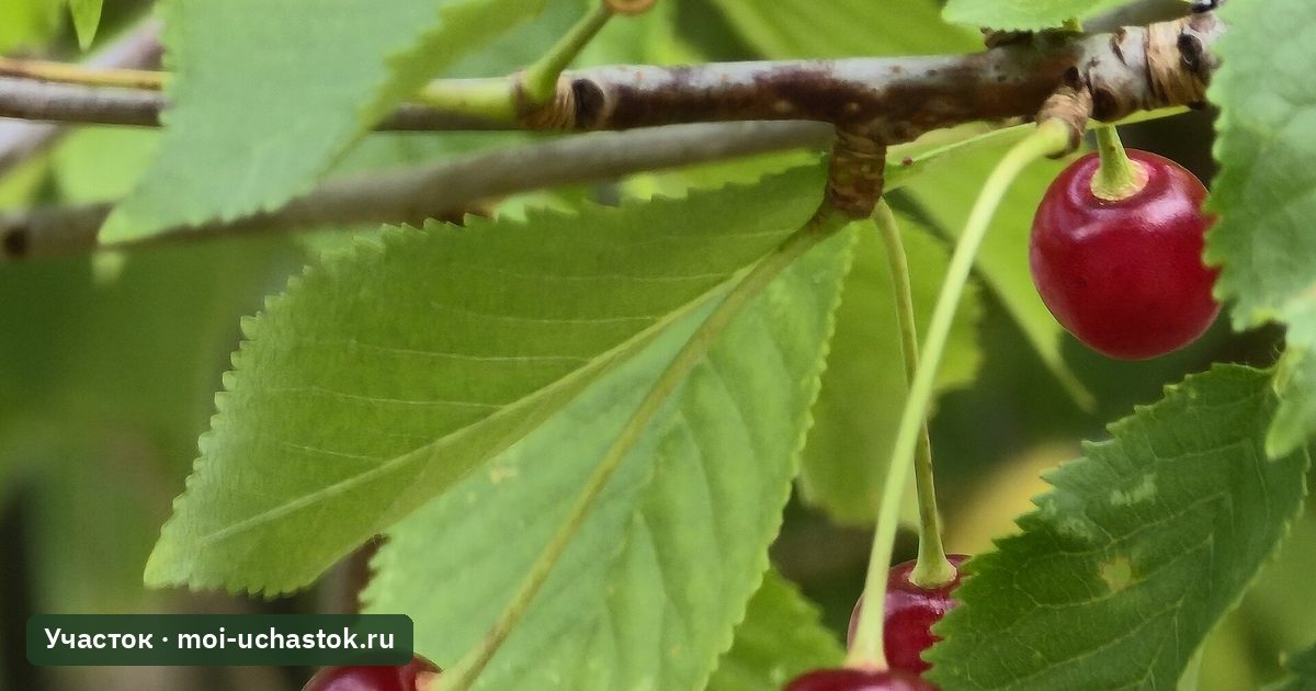 Ветка вишни с листьями и ягодами