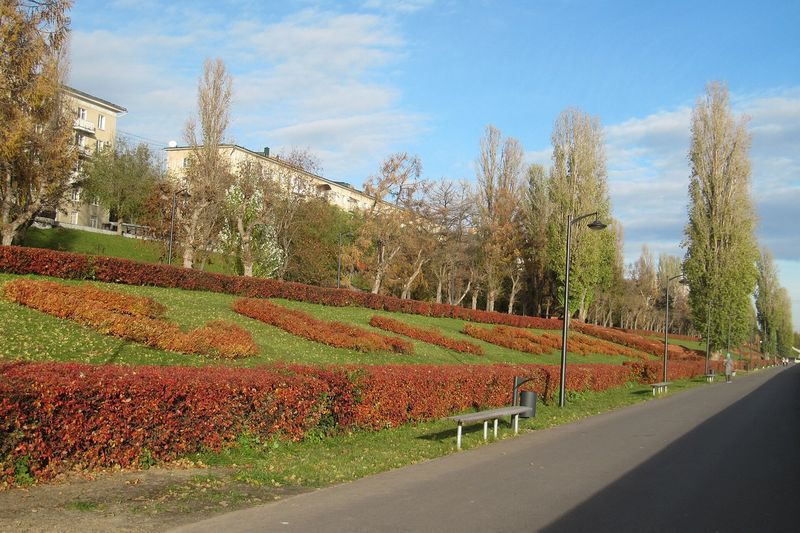 Изгородь из кизильника блестящего осенью: листва краснеет