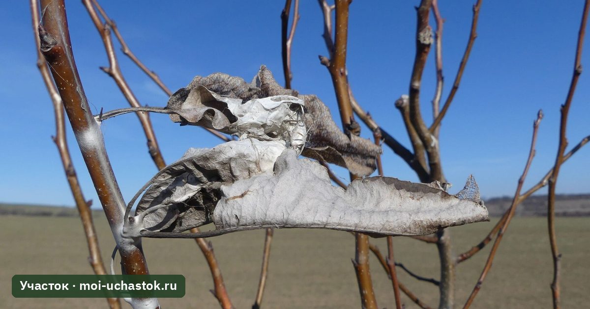 Зимние гнёзда златогузки на концах веток