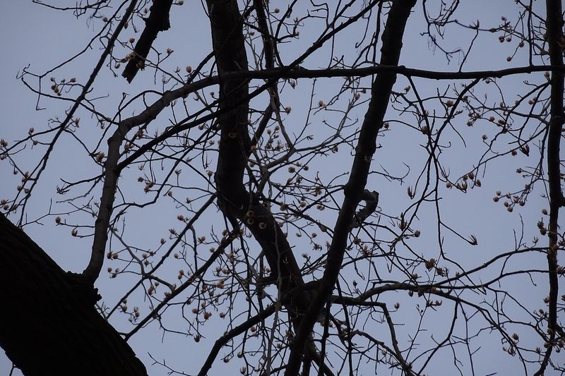 Ветви дерева в апреле