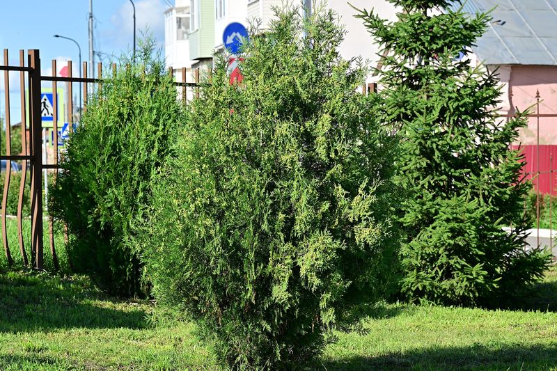 Туи на участке
