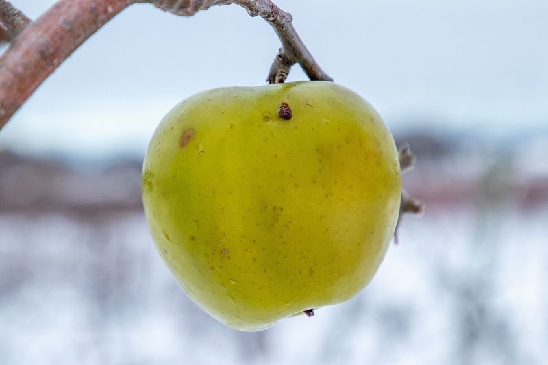 Яблоко на ветке под снегом
